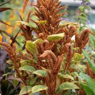 50 Flower Seeds Amaranthus Hot Biscuits, easy to grow         #IEB21