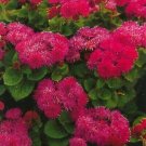Red Flint Ageratum, 50 Flower Seeds      #IEB21
