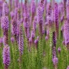 Blazing Star Liatris Prairie pink, 50 Flower Seeds   #IEB21