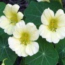 25 Flower Seeds Nasturtium  Yetti  Creamy White  color , great for your garden     #IEB21