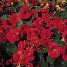 25 Flower Seeds Jewel Mahogany Nasturtium      #IEB21