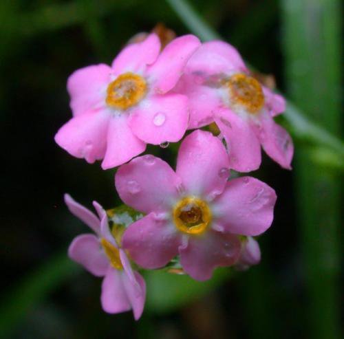 50 Flower Seeds Rare Rose Forget-Me-Not Myosotis      #IEB21