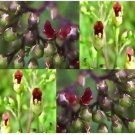 30 Perennial Flower Seeds Schrophularia Marilandica Burgandy Late Figwort       #IEB21