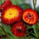 30   Flower SeedsCrimson Red Strawflower Helichrysum    #IEB21