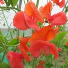 Scarlet Red Sweet Pea Lathyrus , 30 Flower Seeds  #IEB21