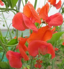 Scarlet Red Sweet Pea Lathyrus , 30 Flower Seeds  #IEB21