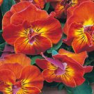 30 Flower Seeds Viola Angel Amber Kiss    #IEB21
