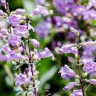 50 Flower Seeds Penstemon Purple Beard Tongue Grandiflorus, easy to grow  #IEB21