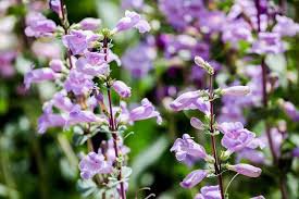 50 Flower Seeds Penstemon Purple Beard Tongue Grandiflorus, easy to grow  #IEB21