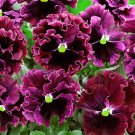 Burgundy Ruffled Frizzle Sizzle Pansy, 30   Flower Seeds #IEB21