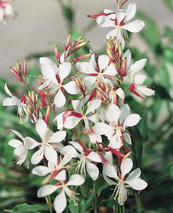 20 Flower Seeds Gaura  The Bride white color, easy to grow    #IEB21