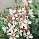 20 Flower Seeds Gaura  The Bride white color, easy to grow    #IEB21