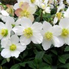White Christmas Roes Helleborus, 15   Flower Seeds  #IEB21