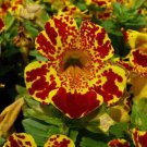 40 Flower Seeds Mimulus Yellow Maroon Bi-Color  Monkey Flower, easy to grow    #IEB21