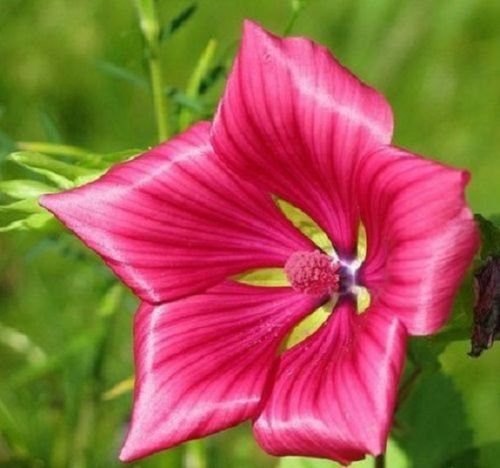 Rose Mallow  Lavatera Thuringiaca, 50 Flower Seeds #IEB21