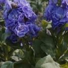 50 Flower Seeds Cinderella Blue Stock Matthiola Evening Scented, easy to grow     #IEB21