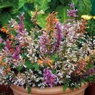 Agastache Fragrant Delight Mix  color, 30 Flower Seeds #IEB21