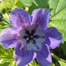 40 Flower Seeds Apple Of Peru Shoo Fly purple colors    #IEB21
