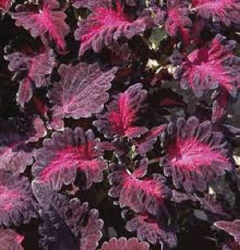 50 Flower Seeds  Coleus Black Dragon     #IEB21