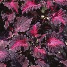 50 Flower Seeds  Coleus Black Dragon     #IEB21