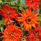 Zinnia Inca Orange color, 30 Flower Seeds     #IEB21
