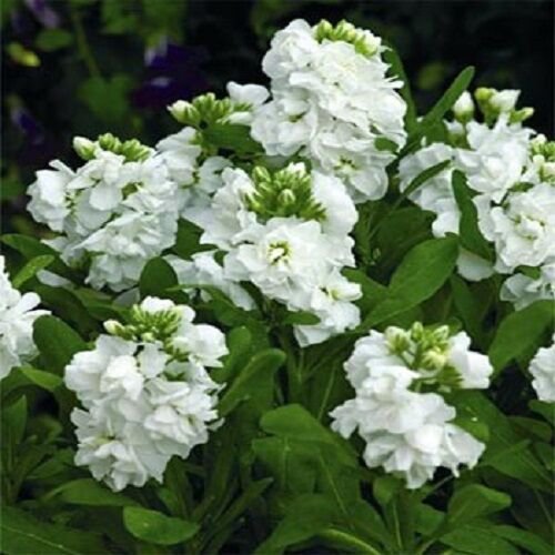 50 Flower Seeds  White Night Scented Stock  #IEB21