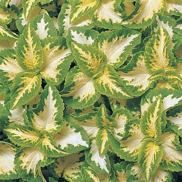Coleus Wizard Jade, 50 Flower Seeds     #IEB21
