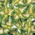 Coleus Wizard Jade, 50 Flower Seeds     #IEB21