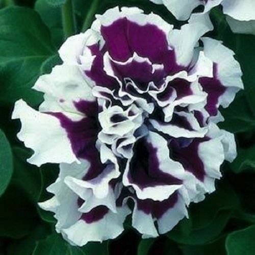 Pirouette Purple Double Ruffled Petunia Grandiflora, 30 Flower Seeds      #IEB21