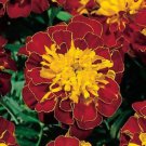 Janie Spry Marigold, 35 Flower Seeds   #IEB21
