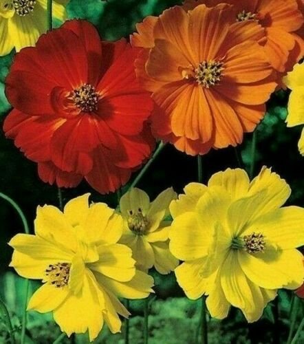 100  Bright Lights Flower Mix Orange Yellow , easy to grow #IEB19