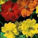100  Bright Lights Flower Mix Orange Yellow , easy to grow #IEB19