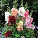 Hollyhock Perennial mix color , 30 Flower Seeds    #IEB19