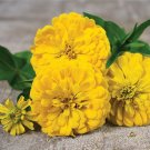 Yellow Zinnia Canary Bird, 100 Flower Seeds   #IEB19