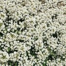 1500 Flower Garden Seeds Alyssum Carpet Of Snow White Annual Bees  #IEB19