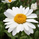 200 flower seeds white Shasta Daisy, easy to grow  #IEB19