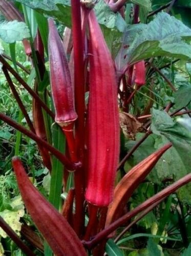 30 Red Burgundy Okra Seeds, Vegetable Garden seeds  #IEB19