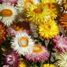 200 Helichrysum Strawflower Mixed Colors Seeds     #IEB19