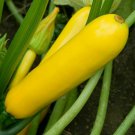 30 Seeds Golden Zucchini Squash Vegetables Garden Healthy    #IEB19
