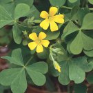 Yellow Wood Sorrel Oxalis Stricta, 50 Seeds #IEB23
