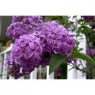25  flower seeds Old Fashion French Lilac purple   #LMES2
