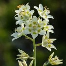 White Camas Camass Zigadenus Elegans, 100 Flower Seeds   #LMES2