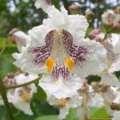 Pale pink white Northern Catalpa Tree Indian Cigar, 50 Flower Seeds   #LMES2
