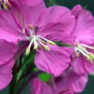 Pink   Fireweed  Rosebay Epilobium Angustifolium, 300 Seeds  #LMES2