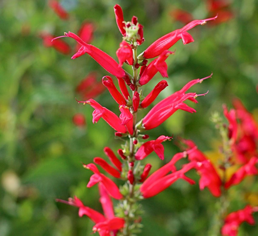10 Flower Seeds red Pineapple Sage Red Salvia Elegans Herb    #LMES2