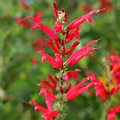 10 Flower Seeds red Pineapple Sage Red Salvia Elegans Herb    #LMES2