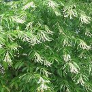 White Lily Of The Valley Tree Sourwood Sorrel Oxydendrum Arboreum, 50 Flower seeds   #LMES2