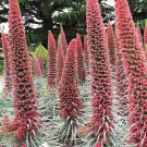 25 Flower Seeds Tower Of Jewels Red Bugloss Echium Wildpretii   #LMES2