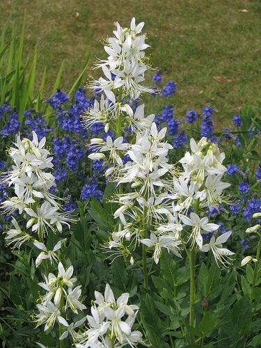 10 Flower Seeds, White Red Pink Lilac Gas Plant Mixed Colors Dictamnus Albus  #LMES2