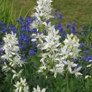10 Flower Seeds, White Red Pink Lilac Gas Plant Mixed Colors Dictamnus Albus  #LMES2